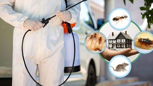 شركة مكافحة حشرات في دبي سماء البركان 0507535405