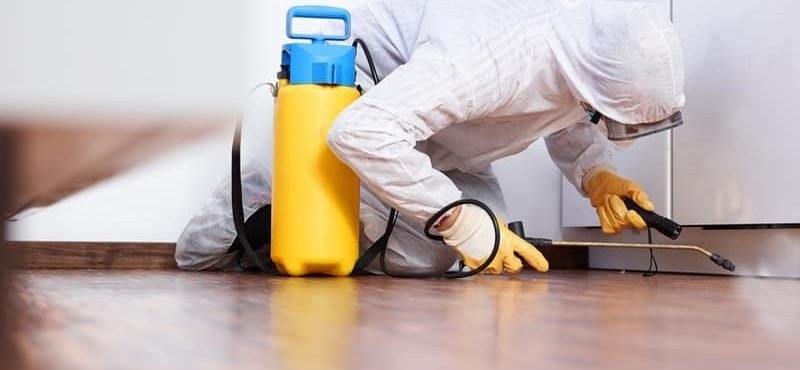 مكافحة الحشرات في الشارقة سماء البركان 0507535405